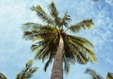 Palme Corn Island
