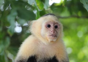 Nicaragua Tiere