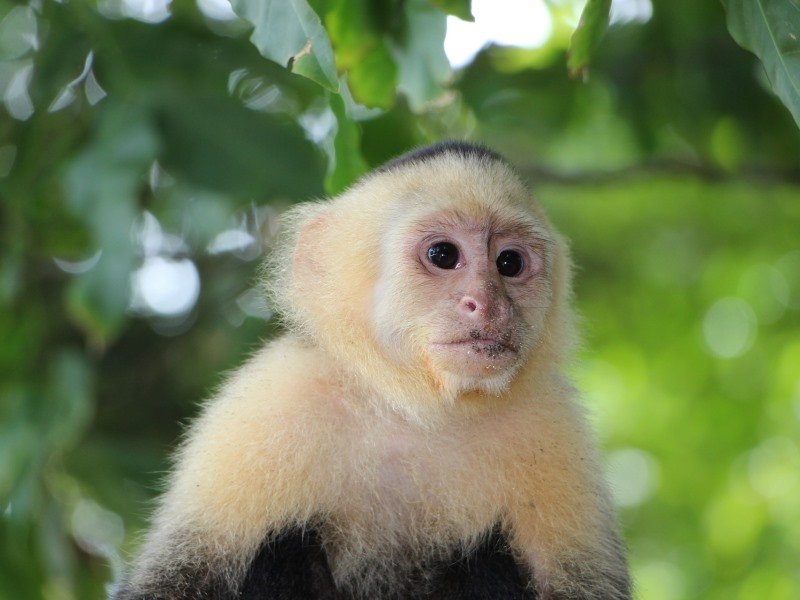 Nicaragua Tiere